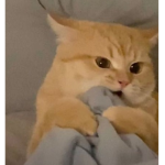 El gato clubbb