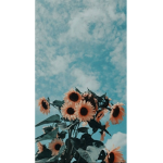 Aesthetic Sunflowers:)