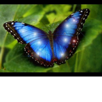 .BuTterfly..squaD..