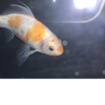 Fishy op