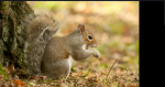 Stay Squirrely