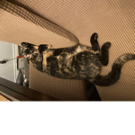 Cats 909