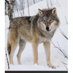 Wolves Group fans