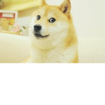 The King Of Doge