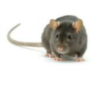 THE PREPPY RATS