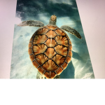 Saving the turtles!