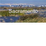 Sacremento Cows