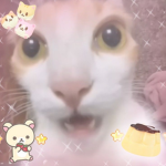 ~ catdev studios ~