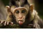 MonkeyUGC