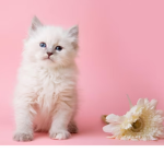 I Gattini Cute di Atti