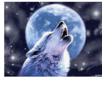 Animal habitats and more