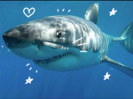 Sharky Creations