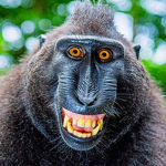 The Monke Troop