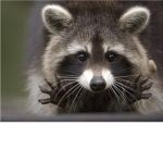 Team Raccoon
