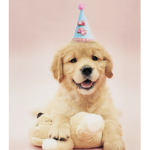 Party Puppies!