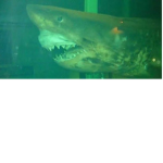 The Sharkies Shore