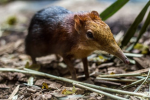 Elephant Shrew LLC