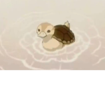 The duck-turtle pond