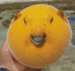 Mango flavored puffer Fish