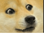 :D Doge group! :D