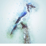 Bluejay <3 Lucky