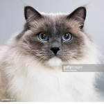 .: Royal cats :.