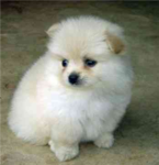 IF U LIKE PUPPIES!!!!!!!!!!!!!!!