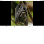 Bats United =)