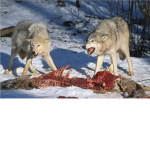 Wolves038