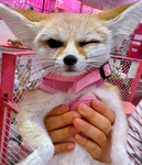 fennecᅠ Group Thumbnail