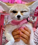 fennecᅠ Group Thumbnail