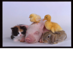 Friends with Animals