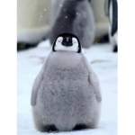 Izzys Baby Penguins