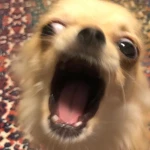 Chiwawaaaaaa Group Thumbnail