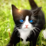 Cat fan1