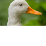 DUCK REBELION