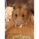 Hamster gane