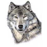 Wolf wolf wolf wolf howls