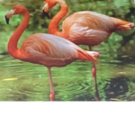 The Flamingo’s Kingdom’s Kingdom