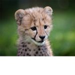 The Cheetah Fan Group
