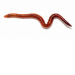 Cult of Worms