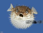 Pufferfish group69