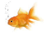 Fishy the amazing squad