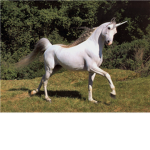 UAR- Unicorns Are Real Group