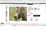 rose donkey