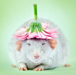 The Queen of rats group