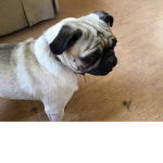PugLoverGroup!