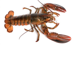 the lobster