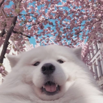-* ᴍᴇᴏᴡ *-