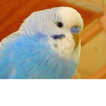 united parrots